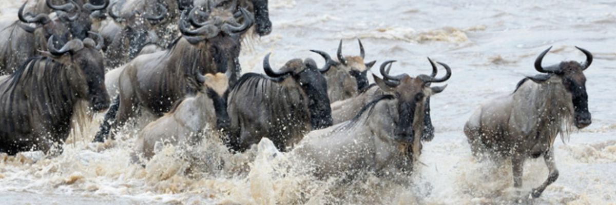 masai mara migration tour