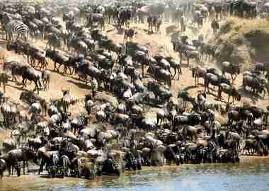 wildlife migration masai mara